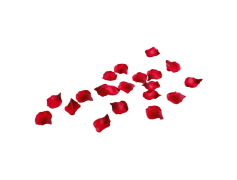 Petal, Flora, Beauty, Garden, Blossom PNG