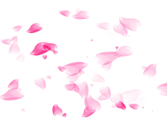 Petal, Nature, Bloom, Spring, Floral PNG