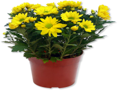Potted Flowers, Greenery, Indoor Plants, Home Decor, Gardening Supplies PNG