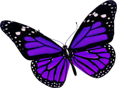 Purple Butterfly PNG File