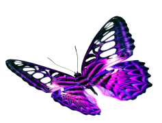 Purple Butterfly Transparent Background
