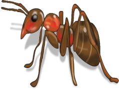 Red Ant, Colony, Behavior, Insect, Pheromones PNG