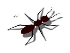 Red Ant, Insect, Nature, Behavior, Foraging PNG