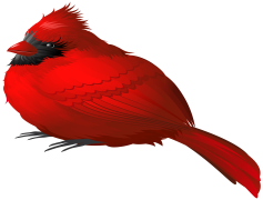 Red Bird, Nature, Wildlife, Avian, Colorful PNG