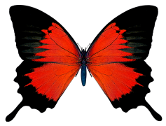 Red Butterfly, Flight, Flora, Colorful, Wings PNG