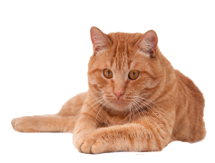 Red Cat PNG