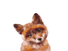 Red Fox, Mammal, Predator, Habitat, Fur PNG
