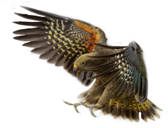 Red-winged Blackbird, Colorful Plumage, Nesting Behavior, Marsh Habitat, Wildlife Observation PNG