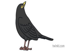 Red-winged Blackbird, Nesting Sites, Distinctive Call, Vibrant Plumage, Insectivore PNG