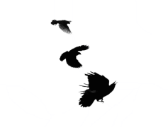 Red-winged Blackbird, Wetland Habitat, Nesting Sites, Territorial Behavior, Bright Epaulets PNG