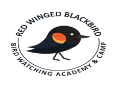 Red-winged Blackbird, Wetland Species, Migratory Patterns, Marsh Bird, Nesting Behavior PNG