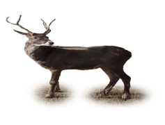 Reindeer, Holidays, Animals, Santa, Wildlife PNG