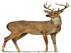 Reindeer, Sleigh, Christmas, North, Winter PNG