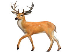 Reindeer, Sleigh, Winter, Festive, Wildlife PNG