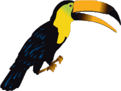 Rhinoceros Hornbill, Cultural Symbol, Unique Nesting, Colorful Beak, Forest Dweller PNG