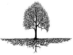 Root, Tree, Source, Origin, Nature PNG