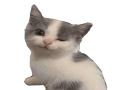 Sad Cat Memes, Cat Tears, Feline Blues, Emotionally Distressed Cat, Melancholy Cat PNG