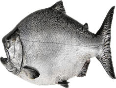 Salmon Fish, Fresh Seafood, Nutrient-Rich, Omega-3 Benefits, Culinary Delicacy PNG