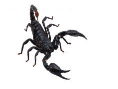 Scorpions, Venomous, Arachnids, Night, Fascinating PNG