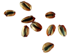 Seed, Nature, Agriculture, Planting, Germination PNG