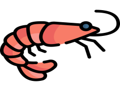 Shrimp, Seafood, Cuisine, Ocean, Protein PNG