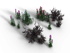 Shrub, Garden, Foliage, Nature, Botanical PNG