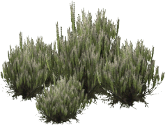 Shrub, Greenery, Bush, Garden, Foliage PNG