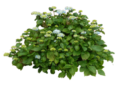 Shrub, Growth, Nature, Foliage, Plant PNG