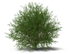 Shrub, Nature, Botanical, Greenery, Landscape PNG