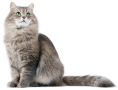 Siberian Cat PNG