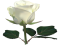 Single White Rose PNG