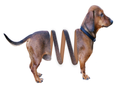 Slinky Dog, Fun, Animation, Family, Classic PNG