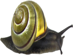 Snail, Slow, Mollusk, Nature, Crawl PNG