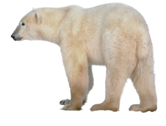 Snow Bear, Winter, Arctic, Wildlife, Polar PNG