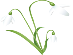 Snowdrop, Bloom, Spring, Nature, Delicate PNG