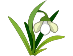 Snowdrop, Nature, Garden, Petals, Delicate PNG