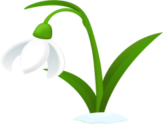 Snowdrop, Nature, Garden, Seasonal, Spring PNG