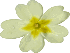Snowdrop, White, Flower, Spring, Bloom PNG