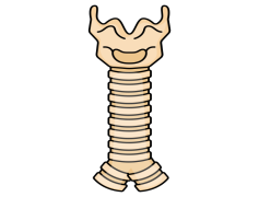 Spine, Alignment, Health, Structure, Flexibility PNG