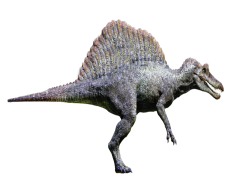 Spinosaurus, Fossil, North America, Aquatic, Theropod PNG