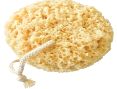 Sponge, Household, Kitchen, Clean, Absorbent PNG