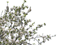 Spring Blossom, Beauty, Seasonal, Fresh, Colorful PNG