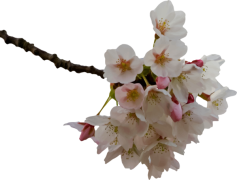 Spring Blossom, Bloom, Vibrant, Flowers, Nature PNG