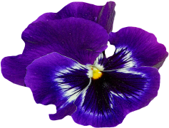 Spring Blossom Flower, Petals, Colorful, Nature, Seasonal PNG