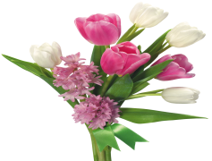 Spring Blossom Flower, Vibrant, Garden, Nature, Seasonal PNG