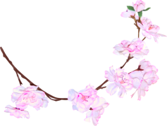 Spring Blossom, Garden, Nature, Vivid, Bloom PNG
