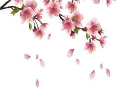 Spring Blossom, Vibrant Colors, Blooming Flowers, Floral Essence, Nature Awakening PNG