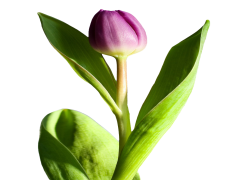 Spring Flower, Bright, Blooming, Beauty, Seasonal PNG