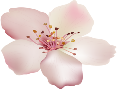 Spring Flower, Seasonal, Petals, Nature, Blooming PNG