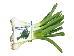 Spring Onions, Vegetable Garnish, Scallions, Green Onions, Bunching Onions PNG